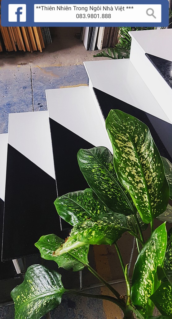 Trắng & Đen Trắng & Đen