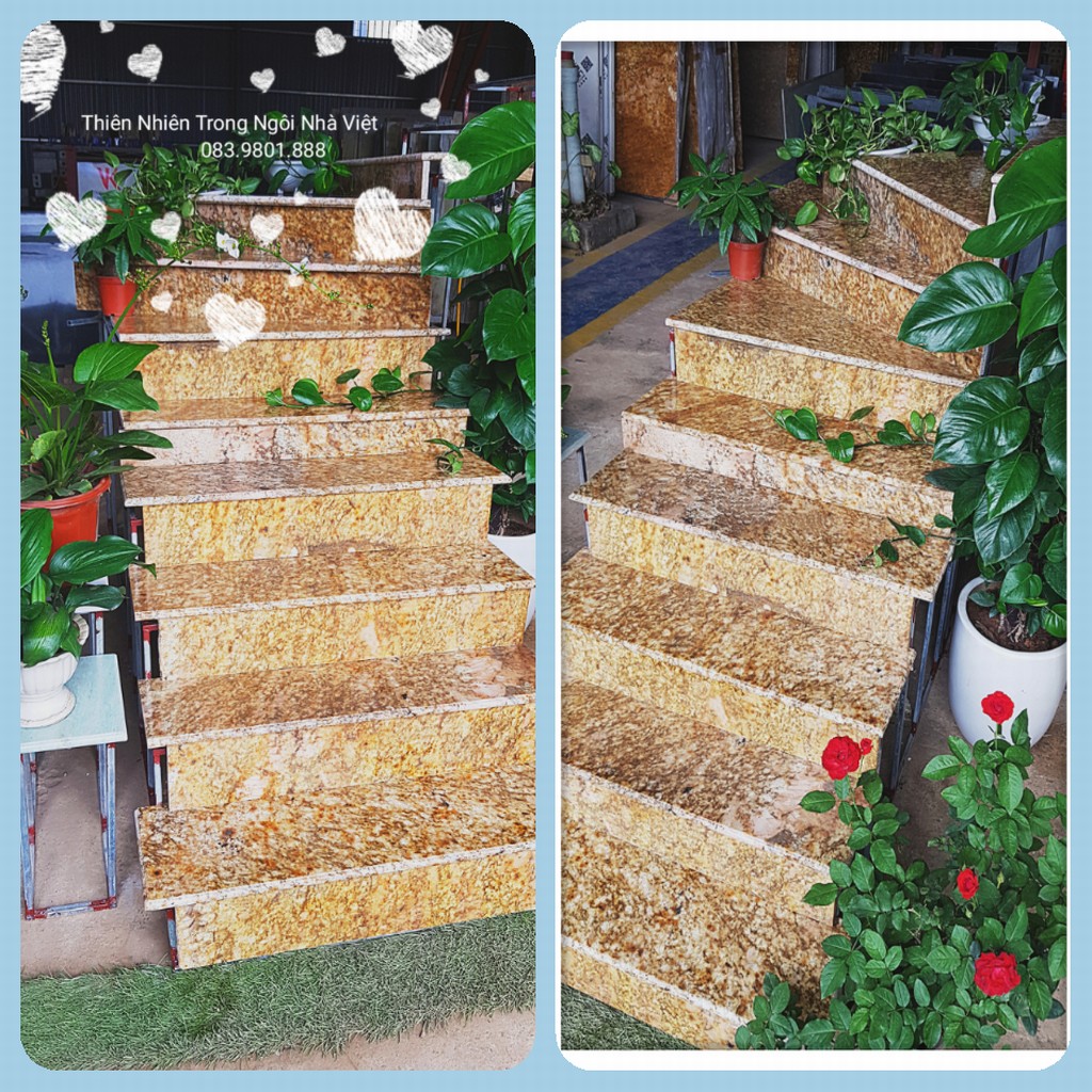 Vàng Hoàng gia Vàng Hoàng gia