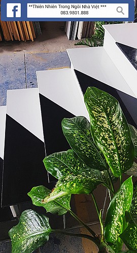 Trắng & Đen Trắng & Đen